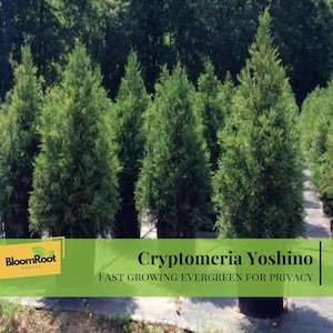May include: A collection of Cryptomeria Yoshino evergreen trees, characterized by their dense, green foliage and conical shape. The image includes text that reads "Fast Growing Evergreen for Privacy."