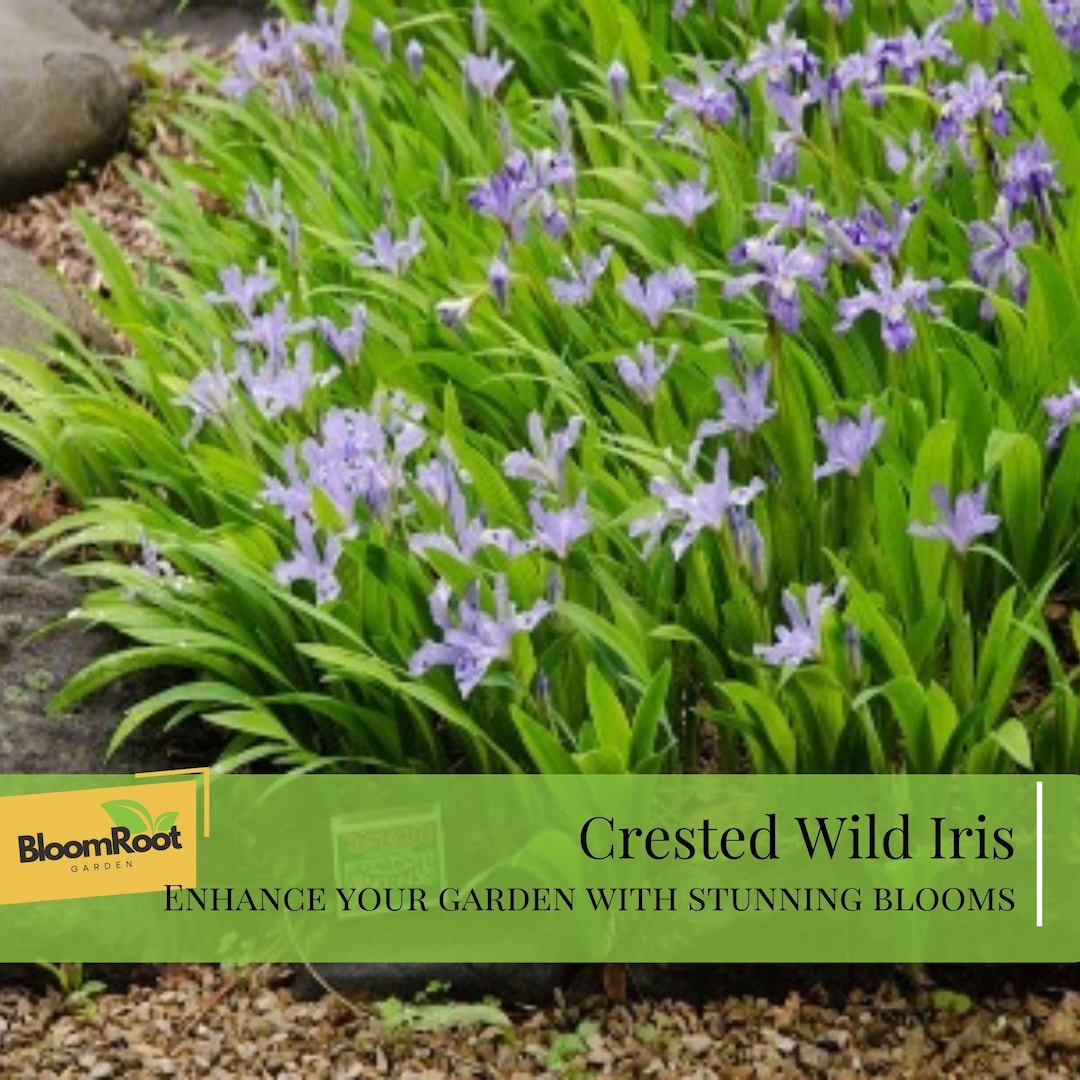 Crested Wild Iris Roots, Hardy Perennial Plant, Ground Cover, Garden ...