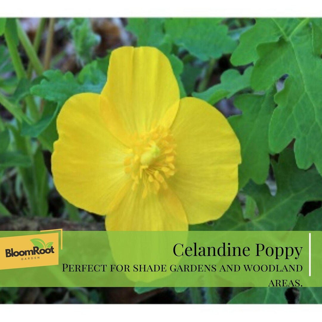 Celandine Poppy Bulbs, Native Perennial Flower for Shade Gardens - Etsy
