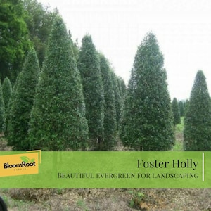 May include: A row of tall, green Foster Holly trees. The trees are densely packed with dark green foliage, creating a lush, evergreen appearance. The image includes the text "Foster Holly" and "Beautiful Evergreen for Landscaping".