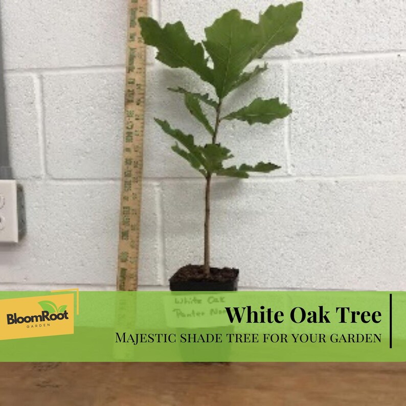 Slender Shade Tree White Oak Tree, Deciduous Shade Tree, Landscaping Plant, Live in Pot - Etsy