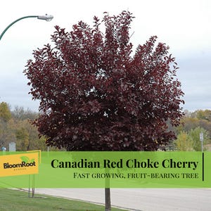 Canadian Red Choke Cherry Tree, Fast Growing Fruit Bearing Live Plant (2.5" Pot)