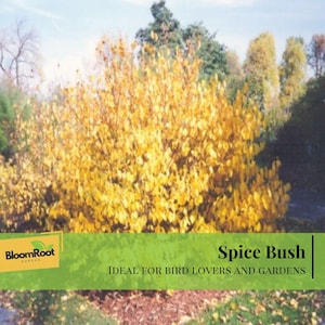 May include: A vibrant image of a Spice Bush, showcasing its dense, golden-yellow foliage. The bush is set against a backdrop of other trees and a clear sky. The image includes the text "Spice Bush" and "BloomRoot Garden".