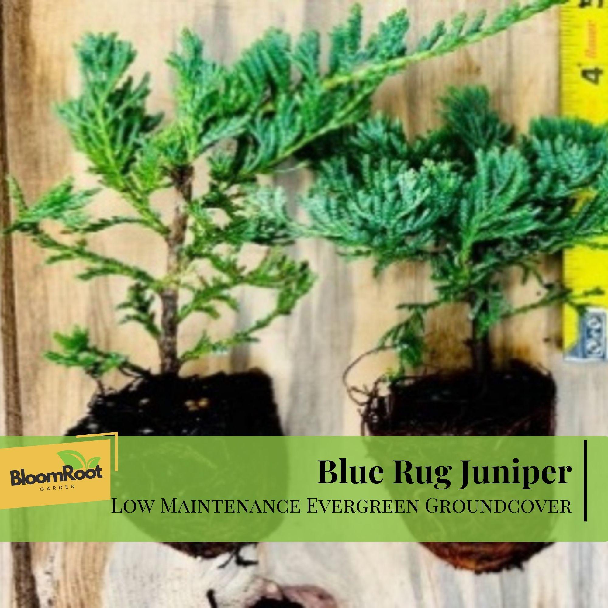 Blue Rug Juniper Shrub, Silvery Blue Foliage, Hardy Evergreen ...