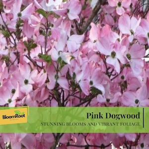 May include: Close-up of a pink dogwood tree in full bloom. The image showcases numerous pink flowers with white centers and vibrant green foliage. The text "Pink Dogwood" and "Stunning Blooms and Vibrant Foliage" is displayed on a green banner.