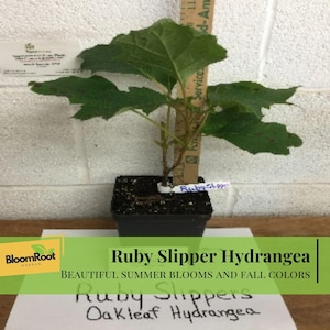 May include: A young Ruby Slipper Oakleaf Hydrangea plant in a square black pot. The plant has large green leaves and a ruler is placed next to it. The text "Ruby Slipper Hydrangea" and "Beautiful Summer Blooms and Fall Colors" is visible.