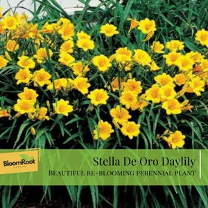May include: A vibrant image of Stella De Oro Daylilies, showcasing clusters of bright yellow flowers with green foliage. The text on the image reads "Stella De Oro Daylily" and "Beautiful Re-blooming Perennial Plant."