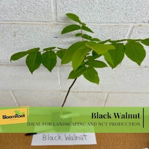 May include: A young black walnut tree with vibrant green leaves. The image includes a sign that reads "Black Walnut" and a banner with the text "Black Walnut" and "BloomRoot Garden".