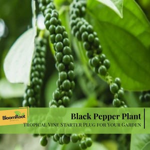 May include: Close-up of a black pepper plant with green berries and leaves. The image includes the text "Black Pepper Plant" and "Tropical Vine Starter Plug For Your Garden". The plant is a tropical vine.