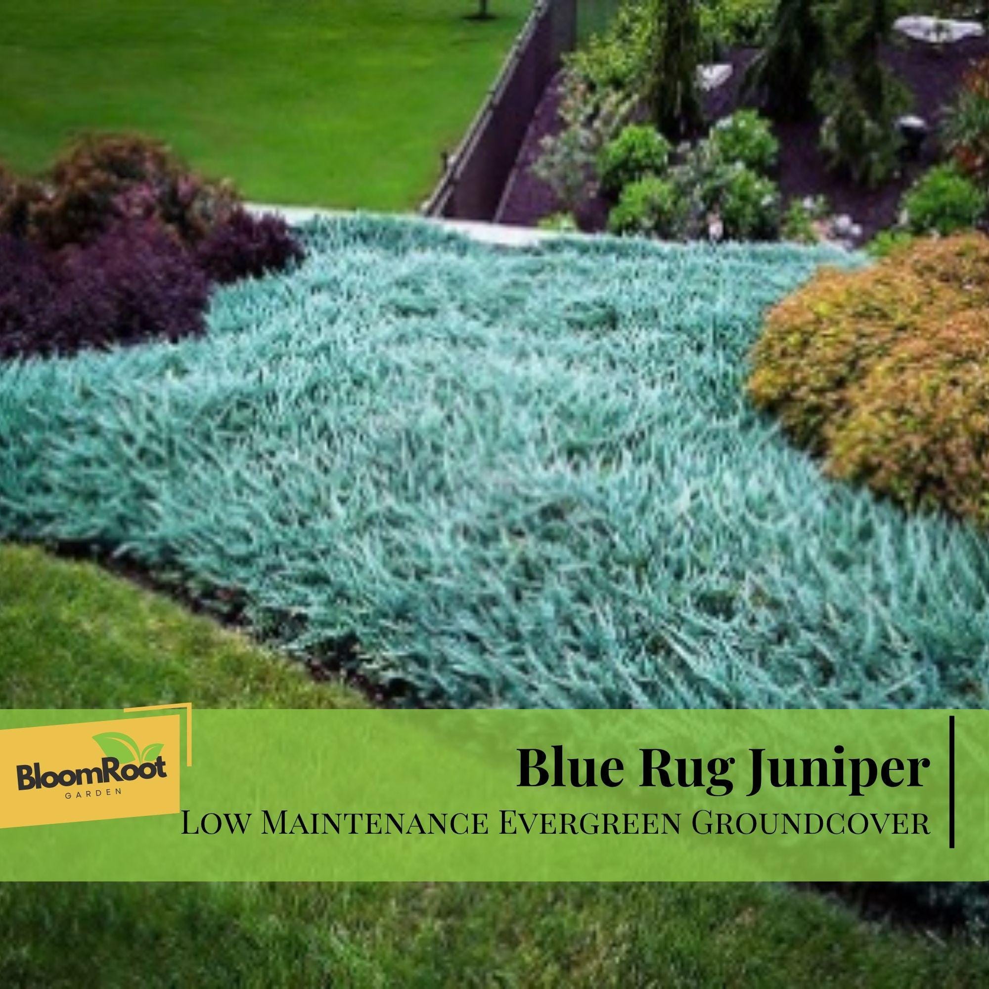 Blue Rug Juniper Shrub, Silvery Blue Foliage, Hardy Evergreen ...