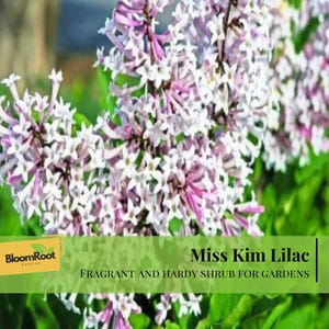 May include: Close-up of a Miss Kim Lilac shrub with clusters of small, white and lavender flowers. The image includes the text "Fragrant and Hardy Shrub for Gardens" and the BloomRoot Garden logo.