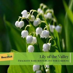 May include: Close-up of Lily of the Valley flowers with white bell-shaped blooms and green leaves. The image includes text that reads "Lily of the Valley" and "Fragrant Bare Root Plant for Gardens."