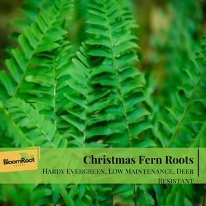 Christmas Fern Roots, Hardy Evergreen, Low Maintenance, Deer Resistant (10 Bare Root)