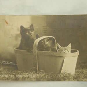Cartão postal de 1905 Kittens in a Basket - Observando as sombras brincarem -
