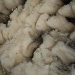 May include: A large mass of raw, unwashed sheep wool featuring a dense, curly texture in shades of off-white and cream. The fibres are clumped together with visible traces of natural debris, straw, and dark organic matter throughout the fleece.