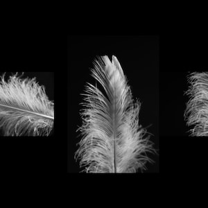 May include: Monochrome image featuring three cropped views of a feather. The feather is white and fluffy, with a central quill and delicate barbs. The background is a solid black, creating a high-contrast, artistic composition.