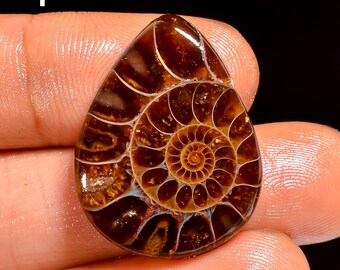 Cabochão de amonita, fóssil de cristal de amonita, pedra de amonita marrom.