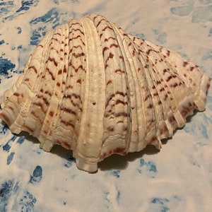 Antique CLAM Shell Tridacna Gigas Seashell Sea Shell shore Sand Beach 8 1/2&quot; x 6&quot;
