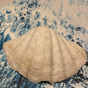 Antique CLAM Shell Tridacna Gigas Seashell Sea Shell shore Sand Beach 13x8.5