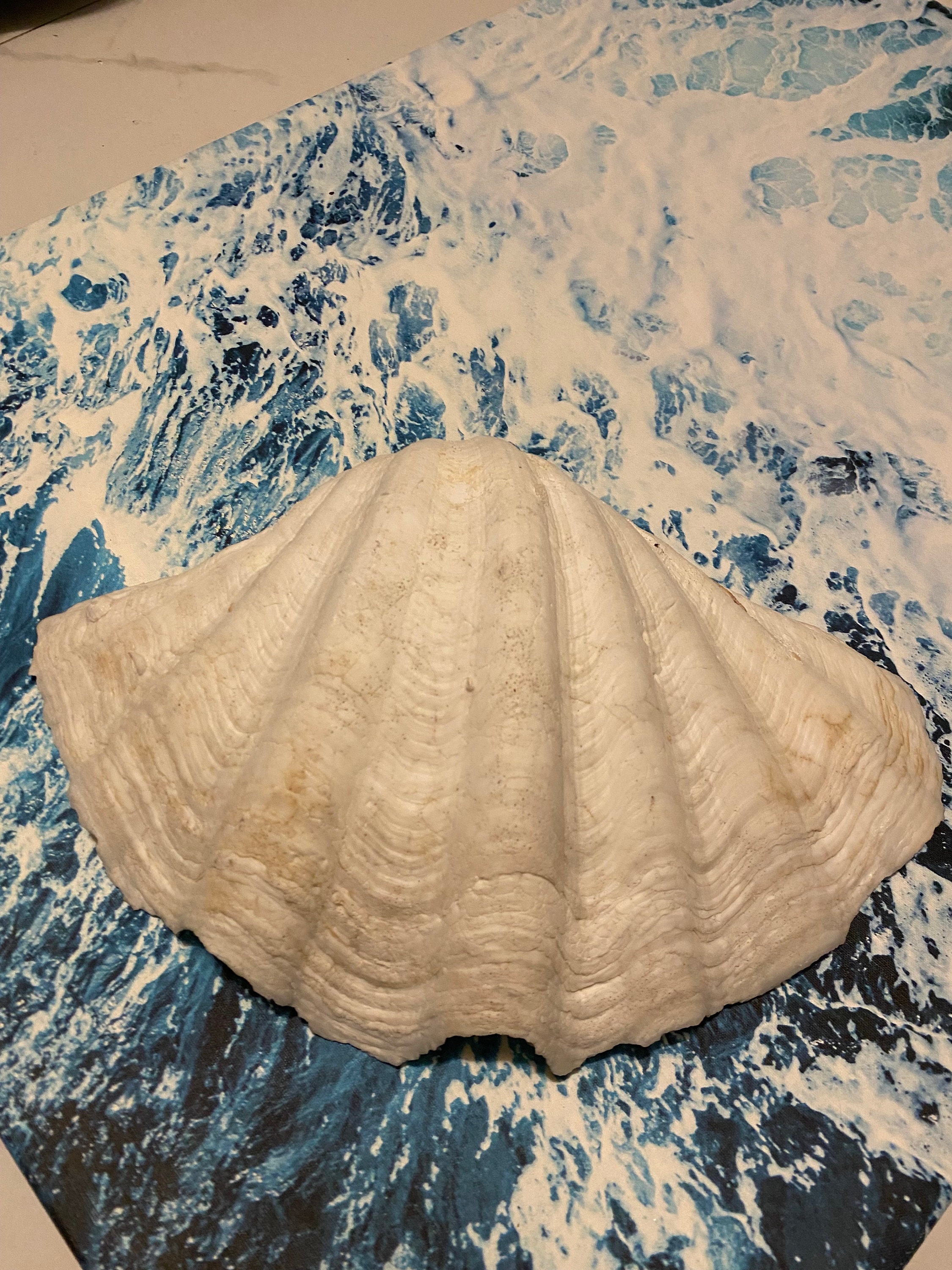 3.5 oz clam shell, black or white , wax melts clam shell,black clam shell,  white clam shell