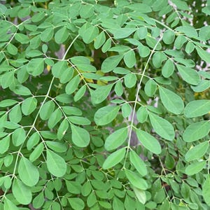 May include: A detailed shot of a green plant with numerous small, oval leaves. The leaves are attached to thin, branching stems. The image showcases the plant's texture and colour, creating a vibrant display of natural foliage.