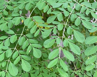 Hojas de moringa