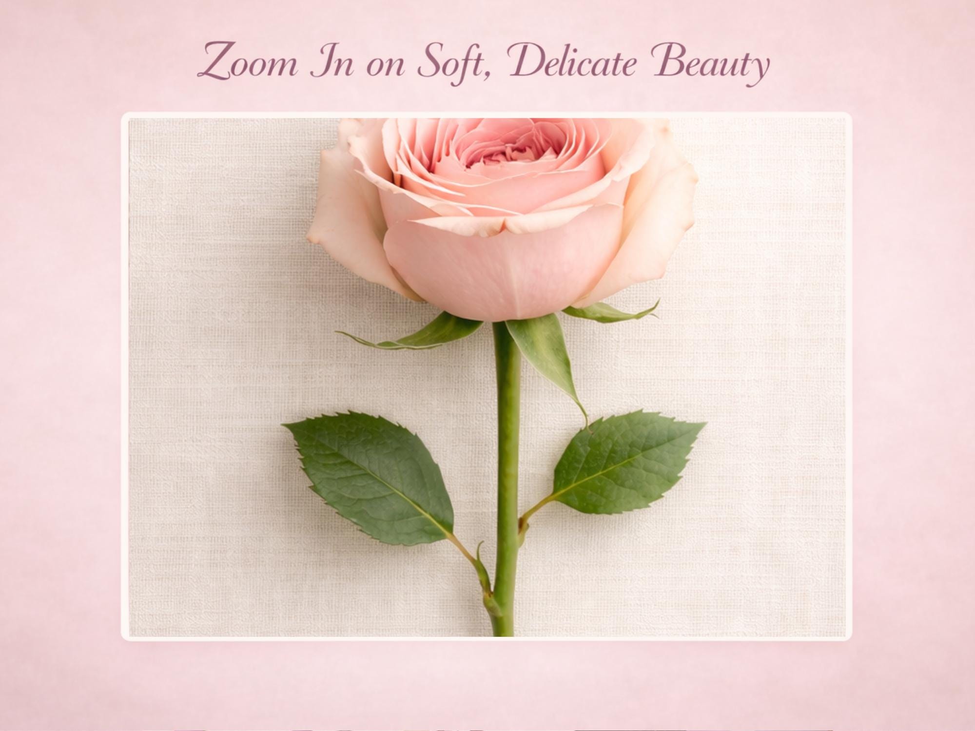 Pink Rose iPhone Wallpaper, Minimalist Botanical Lock Screen (digital ...