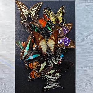 Spécimens de papillons mélangés 5-200 PCS, vrais papillons, papillons séchés mélangés, spécimens d'insectes, art insecte ailes déployées séché non monté