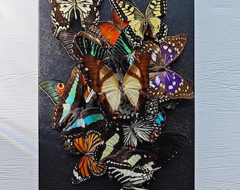 5-200 Stück gemischte Schmetterlingsproben, echte Schmetterlinge, gemischte getrocknete Schmetterlinge, Insektenproben, nicht montierte getrocknete Spreizflügelinsektenkunst