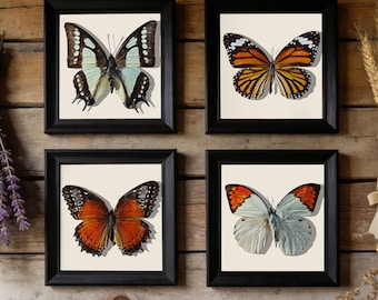 Ejemplar de mariposa real / Mariposa enmarcada / Regalo personalizado grabado / Regalo de cumpleaños / Decoración de insectos y mariposas / Arte coleccionable