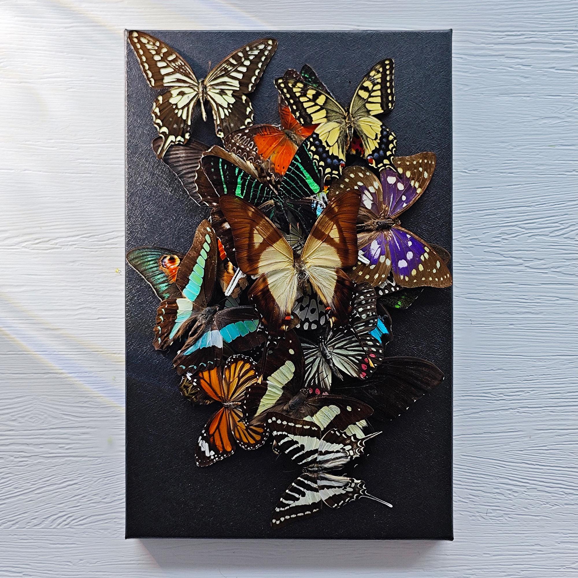 Unmounted butterfly - Etsy 日本