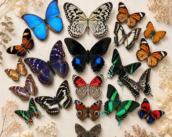 5-100 PCS Real Butterfly Specimens, Random Tropical Dried Butterflies, Spread Wing Butterfly, Insect Taxidermy Art, Natural Home Decor