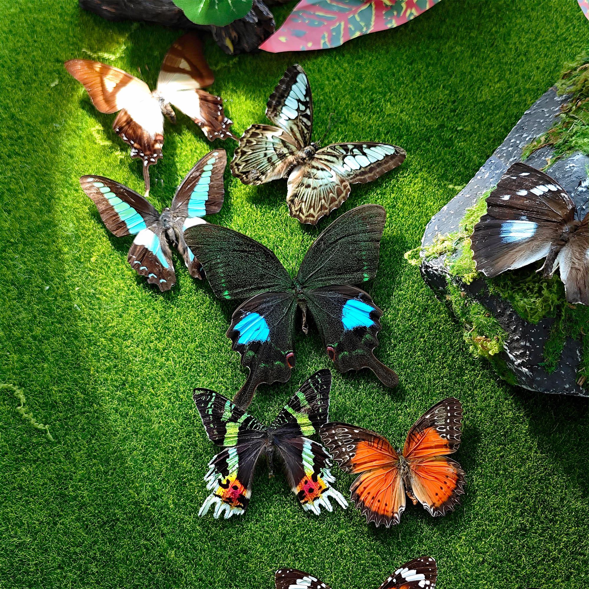 Butterfly specimen - Etsy 日本