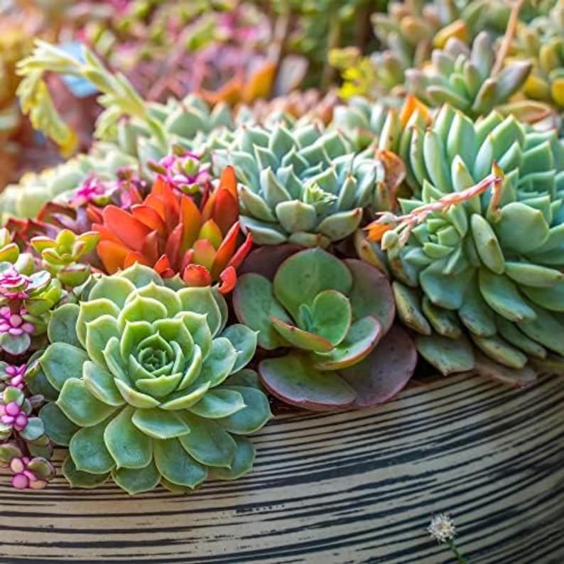 Back to the Roots Succulent & Cacti Mix