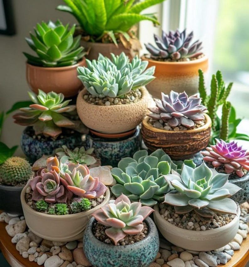 Back to the Roots Succulent & Cacti Mix - Thumbnail 5