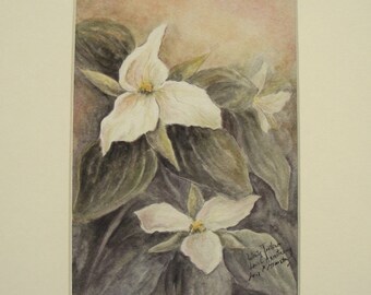 White Trillium matted print, image size is 5 x 7 and matted in ivory mat.  Matted size is 8 x 10 inches and ready to frame