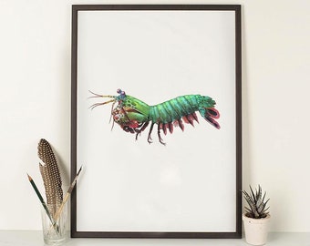 Peacock Mantis Shrimp | Sea Life Marine Illustration | Signed Giclée Print | British Wildlife Animal Print | Nature Wall Art
