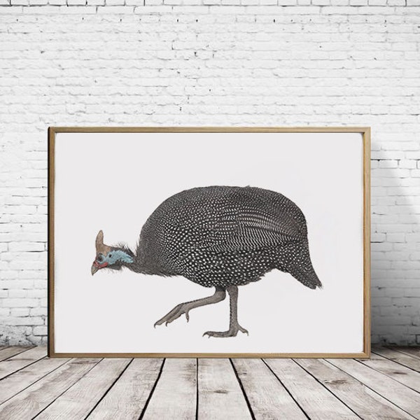 Guinea Fowl | Bird Illustration | Signed Giclée Print | British Wildlife Animal Print | Nature Wall Art
