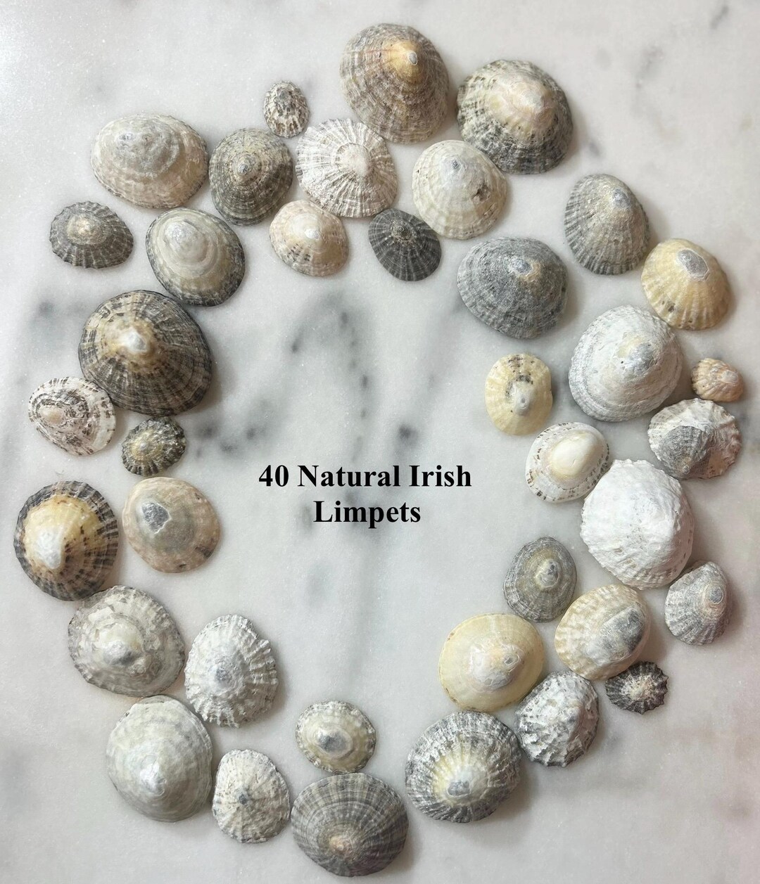 40 Natural Irish Limpet Shells – Assorted Sizes for Crafts, Beach Decor ...