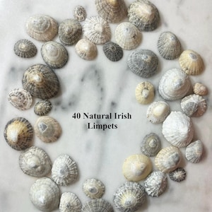 Puede incluir: Una colección de 40 lapas irlandesas naturales, dispuestas en un patrón circular. Las conchas varían en tamaño y color, con tonos de blanco, beige y gris. Se muestra el texto "40 Natural Irish Limpets".