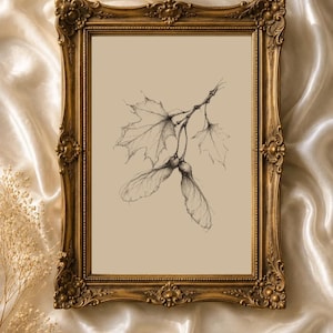 May include: A rectangular ornate gold frame containing a beige print of a black ink botanical drawing. The illustration depicts a small branch with two maple leaves and two winged seeds, known as samaras, hanging from the stem.