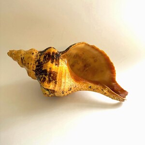 May include: A large, spiraled conch shell featuring a textured exterior with mottled shades of golden yellow, brown, and dark amber. The shell has a wide, smooth, glossy interior opening that transitions into a tapered, pointed spire at the end.