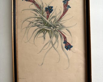 Vintage, rare botanical lithograph of an air plant "Tillandsia stricta" from the Bromeliad family for a floral gallery wall/unique decor