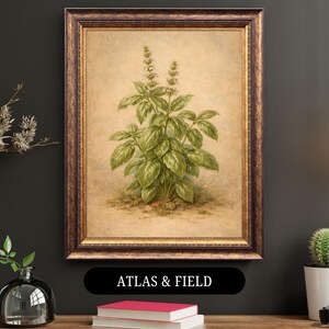 May include: A framed botanical print of a basil plant with green leaves and delicate white flowers. The artwork is set against a beige background and framed in a dark brown and gold ornate frame. The text "ATLAS & FIELD" is displayed below the frame.