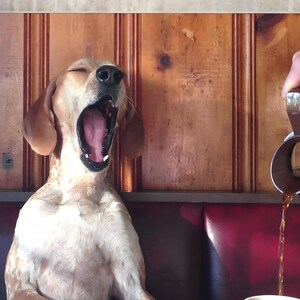 May include: A yawning dog with tan and white fur sits in a booth. The dog's mouth is wide open, revealing its pink tongue. Coffee is being poured into a white mug. The booth has red seating and wood paneling.