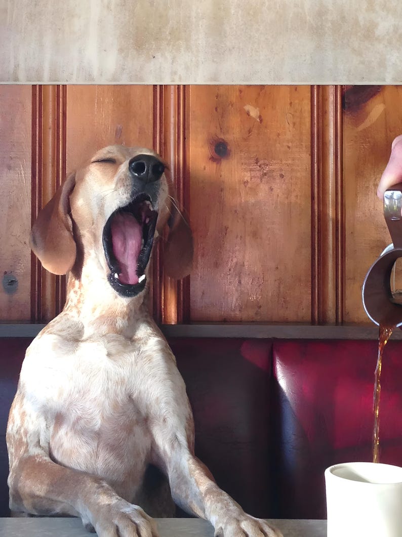 May include: A yawning dog with tan and white fur sits in a booth. The dog's mouth is wide open, revealing its pink tongue. Coffee is being poured into a white mug. The booth has red seating and wood paneling.