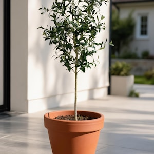 Peut inclure: Un jeune arbre aux feuilles vertes dans un pot en terre cuite. Le pot est de couleur brun-rougeâtre et repose sur une surface carrelée de couleur claire. L'arbre est dans un cadre de jardin, avec une maison visible en arrière-plan.