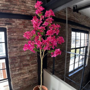 May include: A potted bougainvillea plant with bright pink flowers. The plant is in a terracotta pot and has a light brown trunk. The background includes a brick wall and a black metal railing, with a light grey surface.