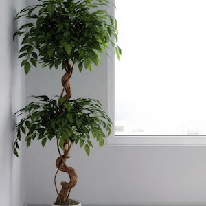 May include: An artificial tree with vibrant green foliage and a twisted brown trunk, set in a white pot. The plant is positioned in a corner next to a window, with a light-coloured wall and wooden floor.