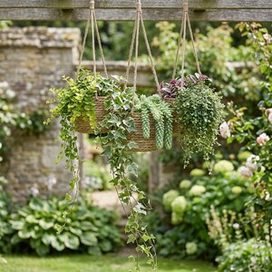 May include: Three hanging planters filled with various green plants and trailing vines. The planters are made of woven rope and suspended from a wooden beam by thick rope. The background features a stone wall and lush greenery.